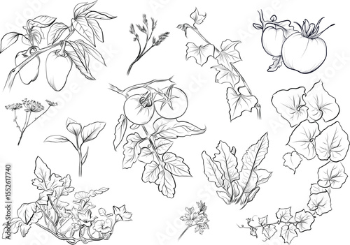 Wallpaper Mural Big set of chili pepper tomato herbs and vegetables sketch vector Torontodigital.ca