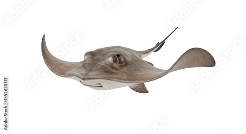 Majestic Stingray Underwater Grace.
