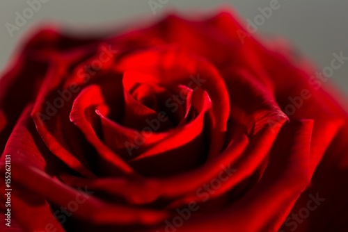 Red rose bloom is filling view in 3D-render style, showing petals on neutral grey blurred backdrop
