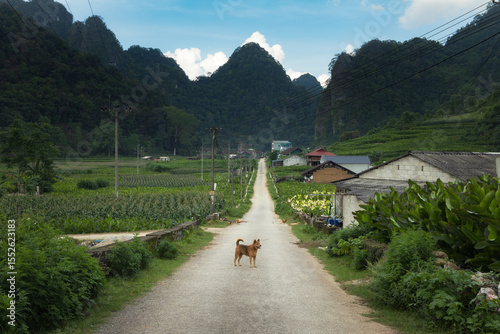 A small  dog standing on the long narrow road passing through the remote village, surrounded by the lush greenery and limestone karst mountains in Cao Bang province of northern Vietnam