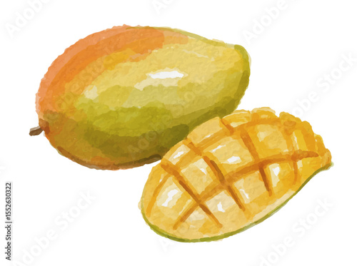 Watercolor mango fruit isolated on white background