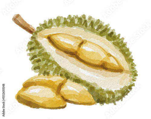 Watercolor durian fruit hand painted