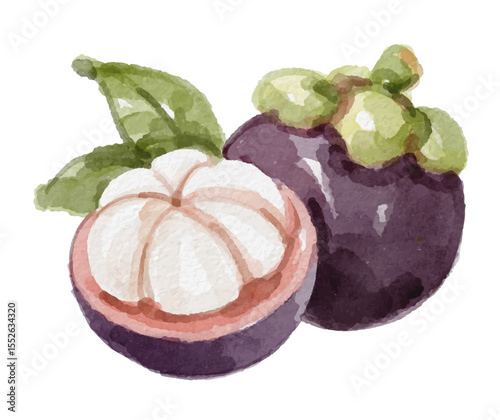 Watercolor mangosteen fruit hand painted