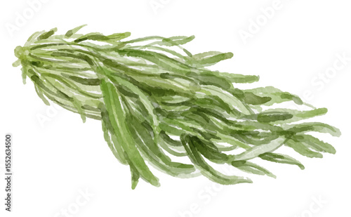 Hand painted watercolor water spinach isolated on white background
