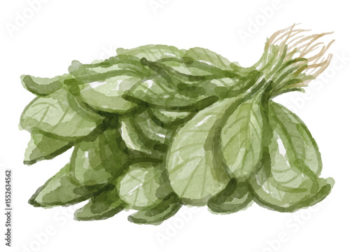 Hand painted watercolor spinach isolated