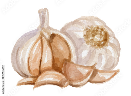 Watercolor garlic isolated on white background