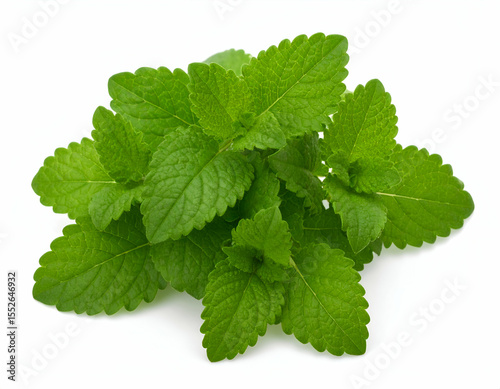 Fresh Lemon Balm A Bunch of Soft, Fuzzy Leaves on White
