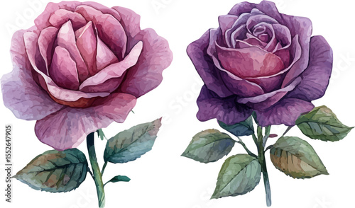 pink rose on a white background