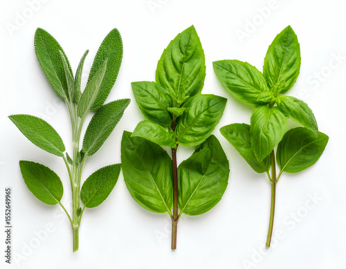 Fresh Herbs Trio Mint, Sage, and Basil - Culinary Delight