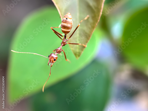 Weaver ants (Oecophylla smaragdina), ants on leaves