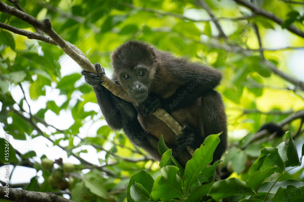 Obraz premium Young monkey in tropical forest foliage.