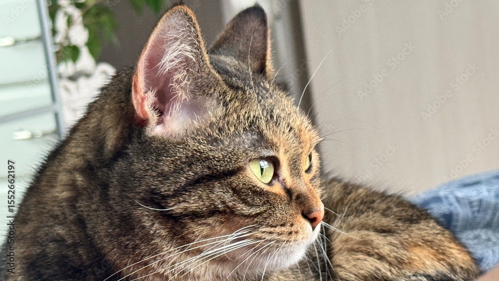 Fototapeta premium close up of cat