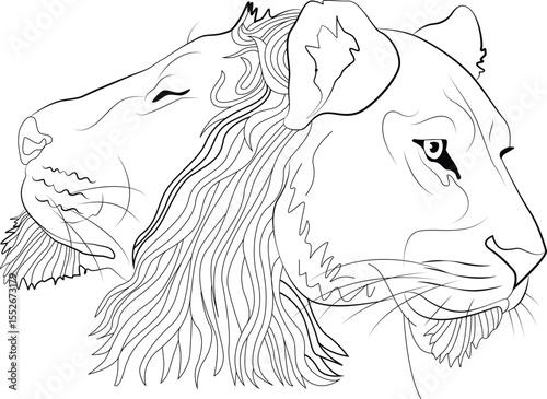 Minimalist line art illustration of lion and lioness heads profile view, abstract animal graphic design element.