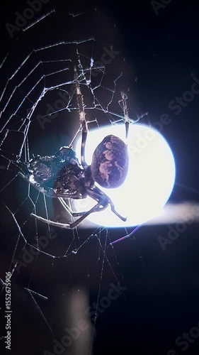 A dramatic close-up vertical shot captures a vibrant black-and-brown patterned spider perched in the center of its intricate web, feeding on its prey against a stark dark background