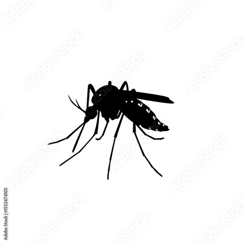 Black silhouette of a mosquito in detailed vector style. Insect illustration commonly associated with tropical diseases like dengue or malaria. Isolated on white background