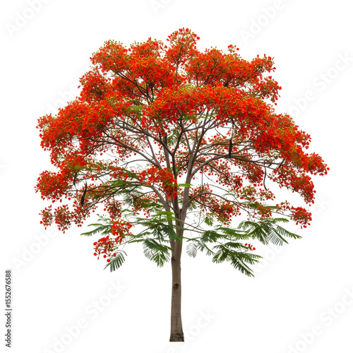 Vibrant flame tree with red flowers and green leaves isolated on transparent background