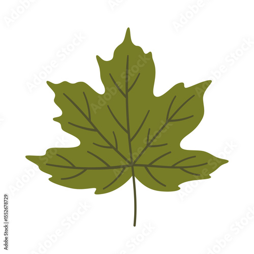 Maple leaf in dark green color. One element isolated on white. Spring or summer background, vector illustration