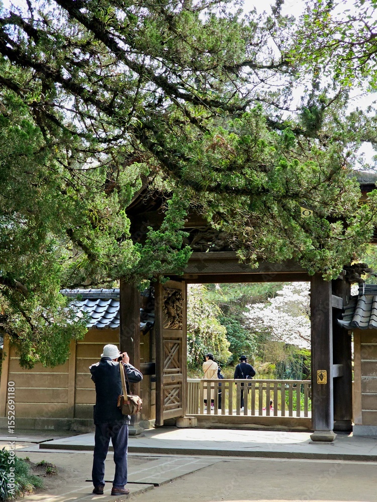 Fototapeta premium Kamakura, Japan - April 5, 2025 : Visitors enjoy cherry blossoms and traditional wooden architecture at Engaku-ji, a historic Zen temple, as a man takes photos at the entrance.