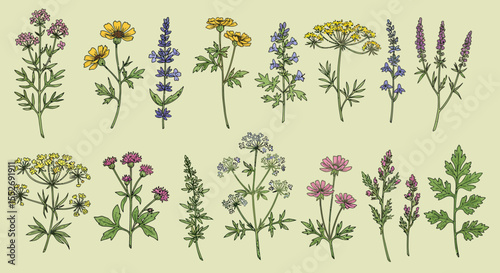 Botanical illustration featuring an assortment of colorful wildflowers and foliage