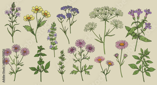 Colorful botanical illustration featuring various wildflowers and herbs arrangement