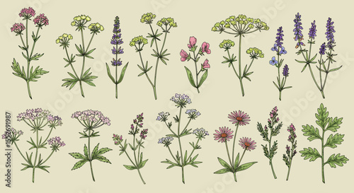 Botanical illustration featuring various wildflowers and herbs in a vintage style