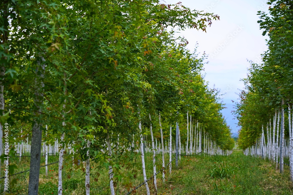 Fototapeta premium Plant nursery with various trees and shrubs in neat rows. Lush greenery, natural setting