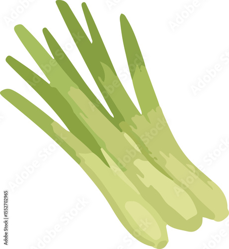 Fresh lemongrass stalks vector illustration. Hand-drawn bunch of sereh (Cymbopogon) in a painterly style. Asian herb and spice ingredient, isolated on white background