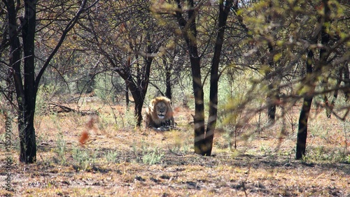 Lion resting under tree