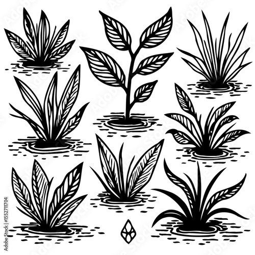 Hand-drawn black and white illustration of various plants growing in water