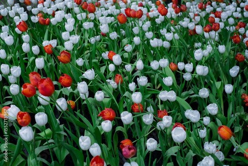 A striking field of blooming tulips features a beautiful mix of crisp white and fiery red-orange flowers. This floral display embodies the vivid energy and harmony of springtime in full bloom.