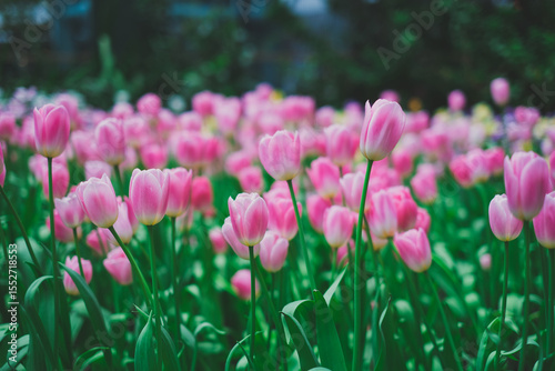 A vibrant field of pink tulips in full bloom sways gently under soft daylight. Their delicate petals and fresh green leaves create a dreamy, romantic scene, feelings of warmth, joy, and renewal.