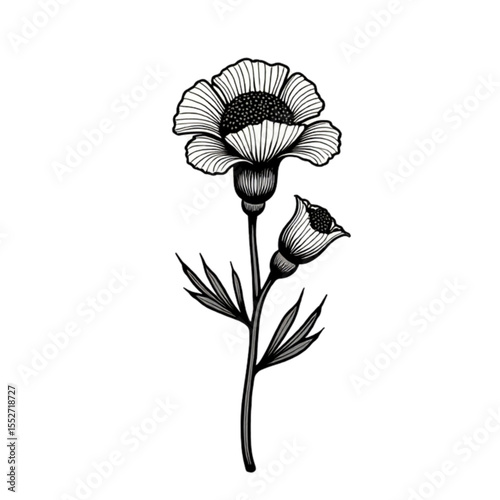 Black and white carnation flower illustration with leaves and a bud 