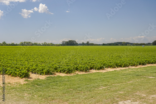 Expansive field of green strawberry plants under a clear blue sky, concept of agriculture, farming, organic produce.
