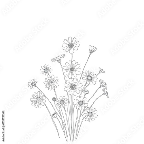 Hand Drawn Bouquet Contour Branches Chamomile,
bouquet of flowers isolated