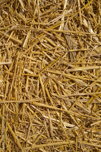 Close up of dried golden straw or hay creating a textured background, concept of agriculture, rural life, animal feed