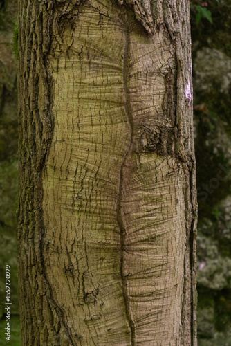 Close up of a tree trunk with textured bark and a vertical scar in a green forest, concept of nature, tree health, forest preservation.
