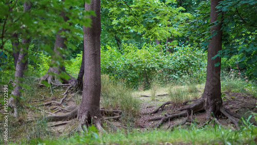 Exposed tree roots spreading over forest ground in natural environment