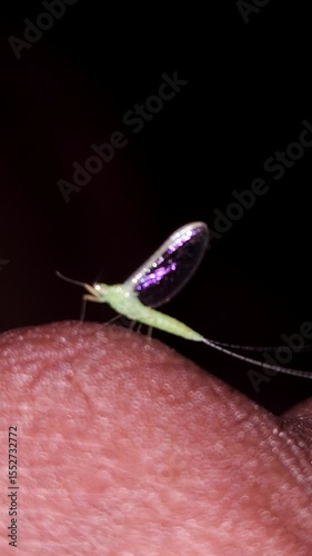 Close-up fluorescent green mayfly insect sits on finger isolated on dark background, Vertical footage