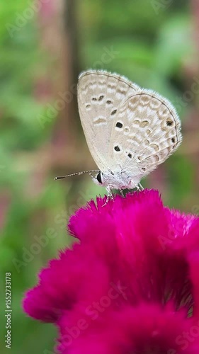 Close up Butterfly pollinating delicate pink blossom in a field. Capturing natural beauty, Beautiful Nature background, creating a peaceful and scenic landscape. Vertical video