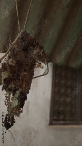 A  sunbird (spiderhunter) nest. Vertical Footage
