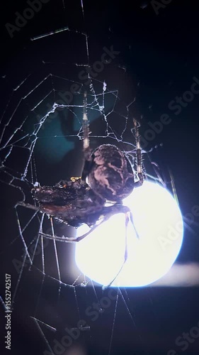 A dramatic close-up vertical shot captures a vibrant black-and-brown patterned spider perched in the center of its intricate web, feeding on its prey against a stark dark background