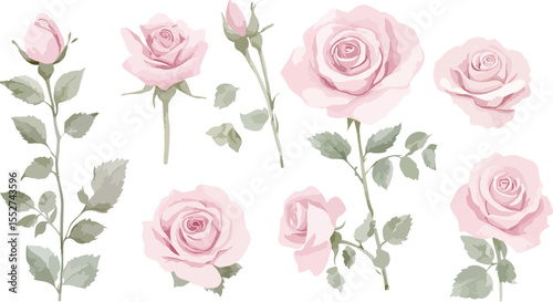 Set of Delicate Pastel Pink Roses and Leaves