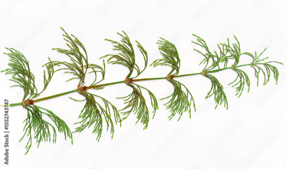 Obraz premium High resolution scan of Wood Horsetail, Equisetum sylvaticum. Perennial herb. Close up isolated on white background