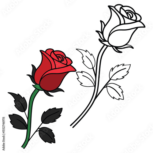 Red rose and line art dual illustration, Color and outline floral drawing for tattoo, print or design