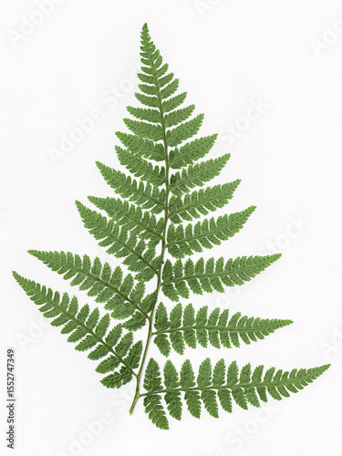 Isolated frond of Dryopteris filix-mas (male fern) on white background.