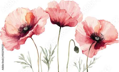 Delicate Watercolor Poppies with Stems and Buds