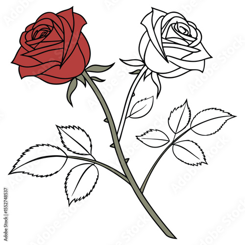 Elegant red and white rose drawing, contrast floral illustration with single stem and leafy detail
