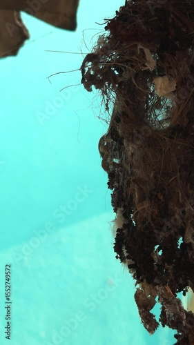 A  sunbird (spiderhunter) nest. Vertical Footage