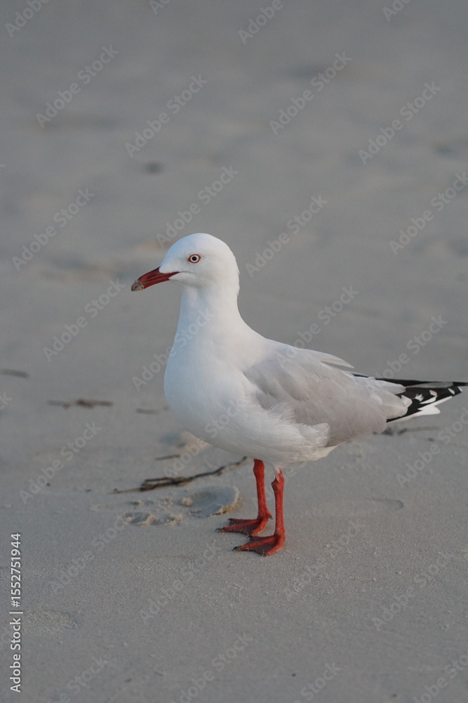 Fototapeta premium seagull on the beach