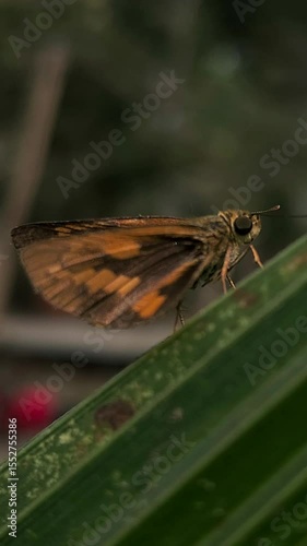 Close up Butterfly resting on leaf. Capturing natural beauty, Beautiful Nature background, creating a peaceful and scenic landscape. Vertical video